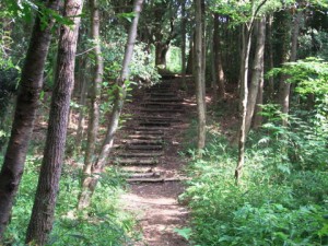 斜面にある森のなかの小道2