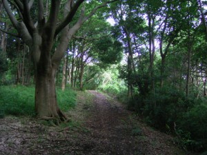 森のなかの小道3
