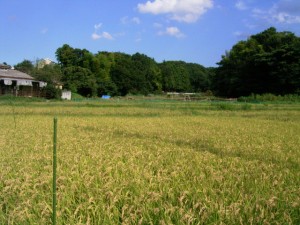 田んぼの稲穂