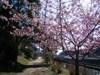 Sakura20110305003