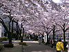 20110410sakura001