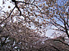 20110410sakura002