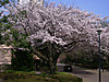 20110410sakura003