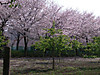 20110410sakura004