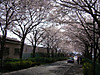 20110410sakura005