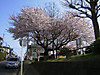 20110410sakura006