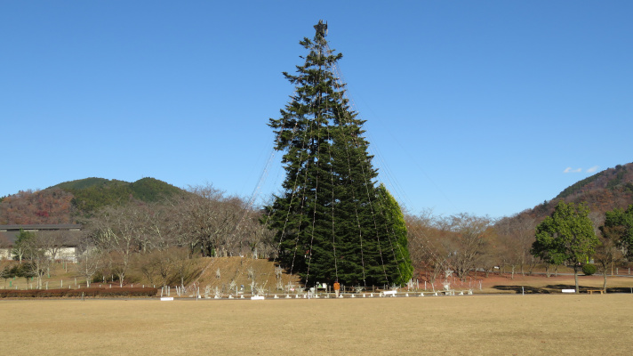 宮ケ瀬湖畔園地のツリーの写真(1)