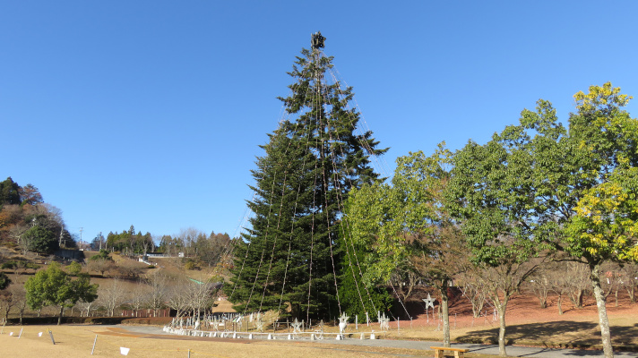 宮ケ瀬湖畔園地のツリーを吊り橋方向から撮った写真